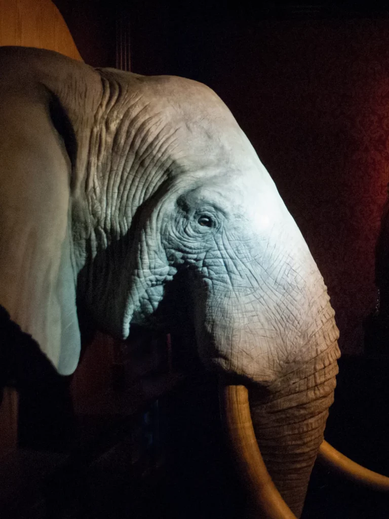 Close up of large wall mounted elephant head